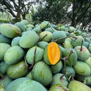 সুমিষ্ট আম্রপালি আম - ২৪ কেজি (হোম ডেলিভেরি ফ্রি)