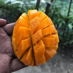 সুমিষ্ট হাড়িভাঙ্গা আম - ২৪ কেজি (হোম ডেলিভেরি ফ্রি)